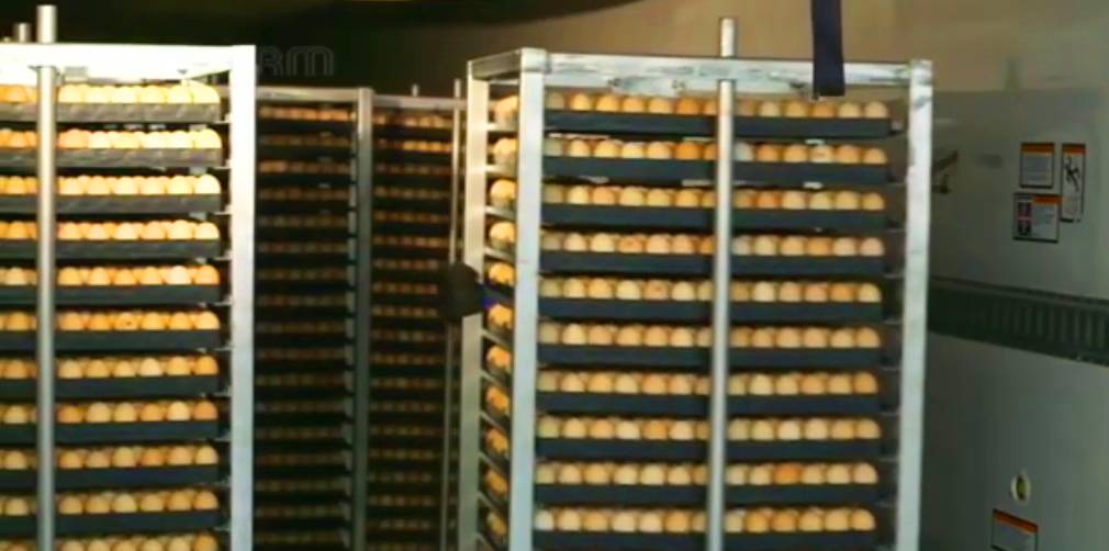 Poussins